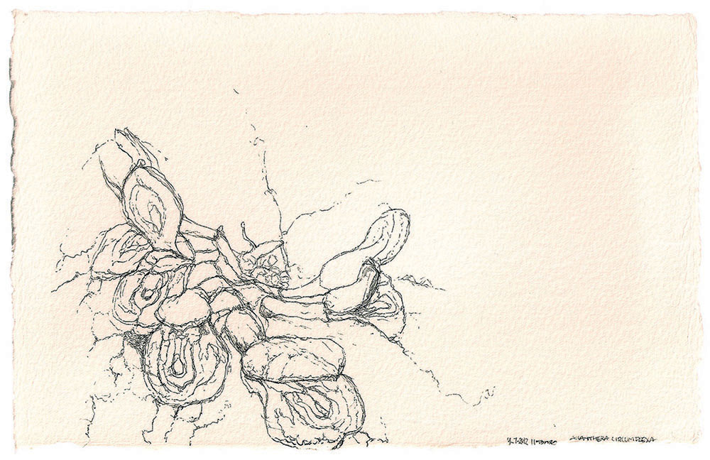 Flora de Occidente. Residuos de un viaje de exploración. Estudio de orquídea, tinta sobre papel de algodón, 13x21 cm, 8-9 de julio de 2012.