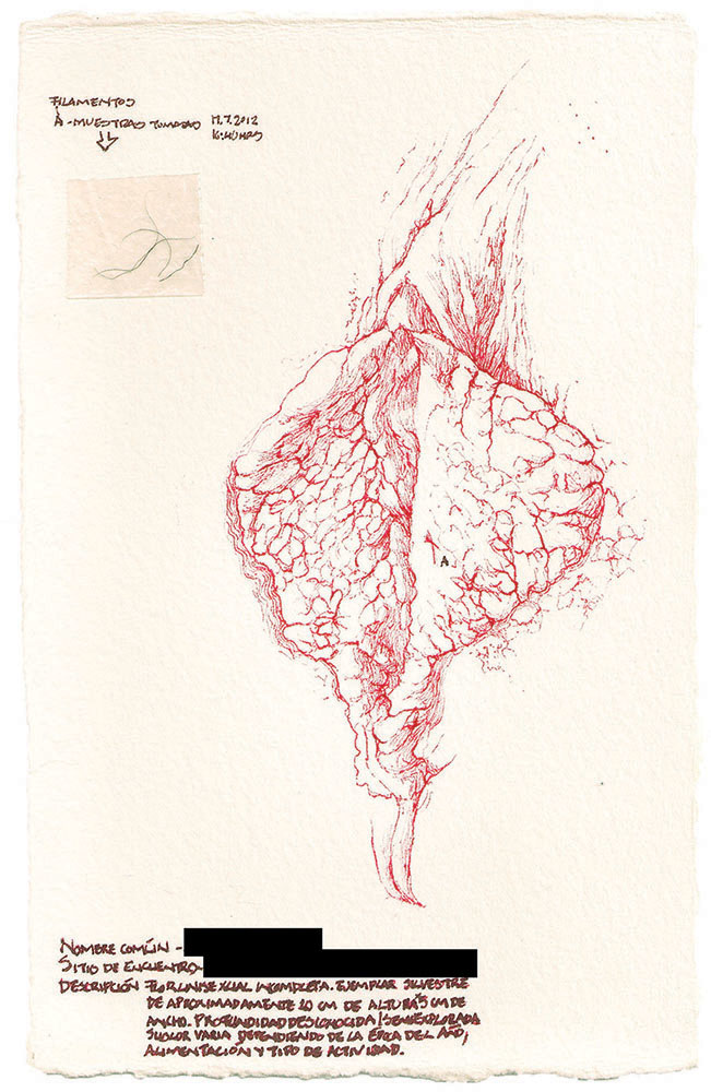Flora de Occidente. Residuos de un viaje de exploración. Flor caníbal, tinta y vellos púbicos sobre papel de algodón, 21x13 cm, 2012