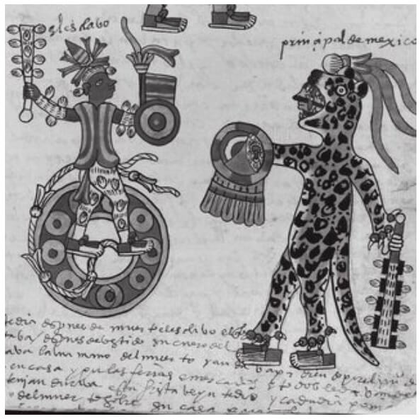 Sacrificio gladiatorio de cautivos (en el códice está escrito “esclavo”) se observa al cautivo amarrado con cuerdas (mécatl) a la piedra que servirá como “ring” de lucha a muerte, el contrincante, un guerrero mexica, representado en mayor tamaño ataviado como guerrero jaguar. Imagen tomada del Códice Tudela (Folio 12r).
