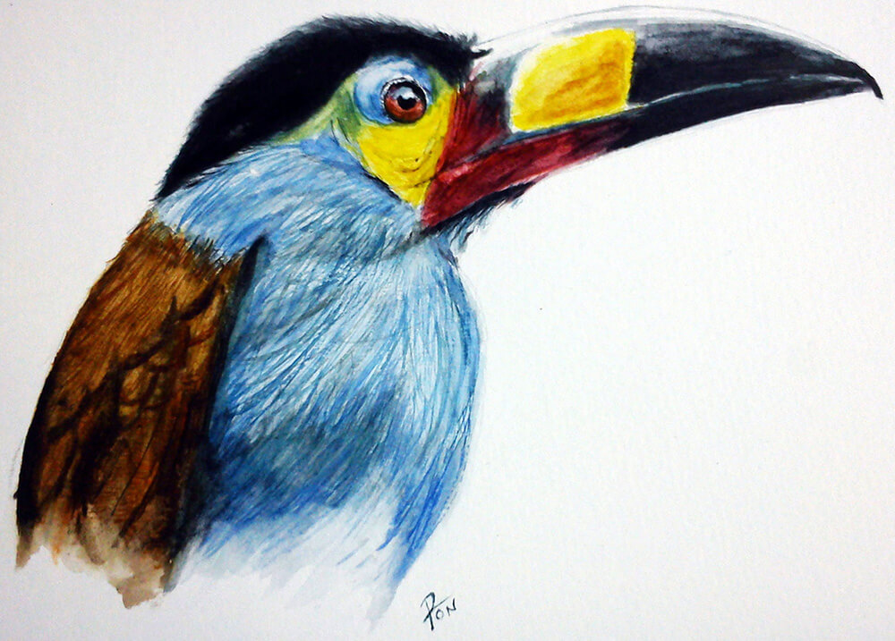 B.Ilustración en acuarela de un tucán o Terlaque de Nariño (Andigena laminirostris). Cortesía de Ronald A. Fernández Gómez.